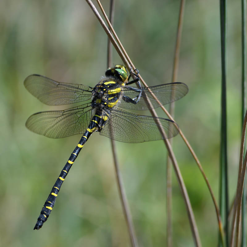 Golden-ringed Dragonfly